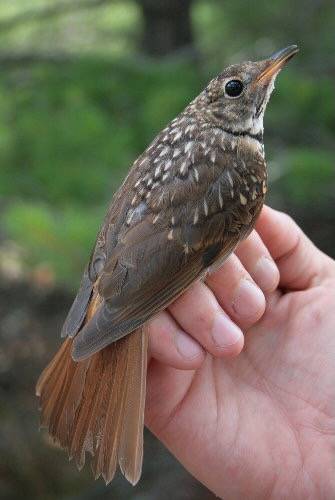 Hermit Thrush fledgling by SeabrookeLeckie.com is licensed under CC BY-NC-ND 2.0.